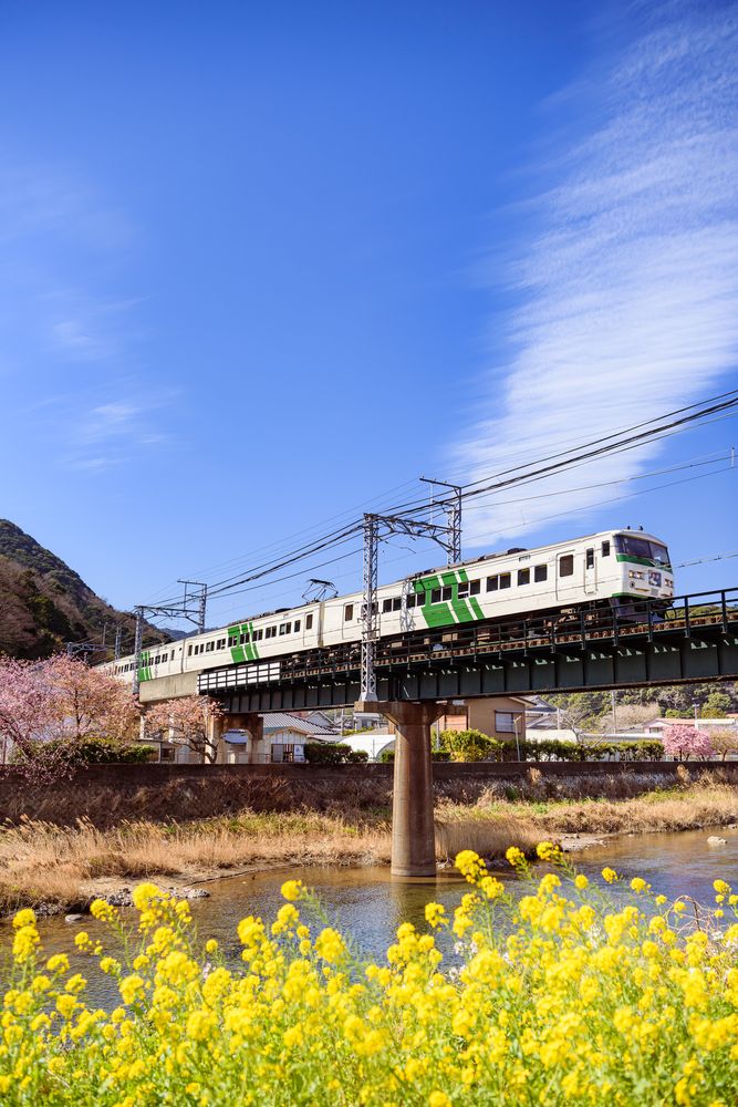 河津桜並木の画像 - 4枚目