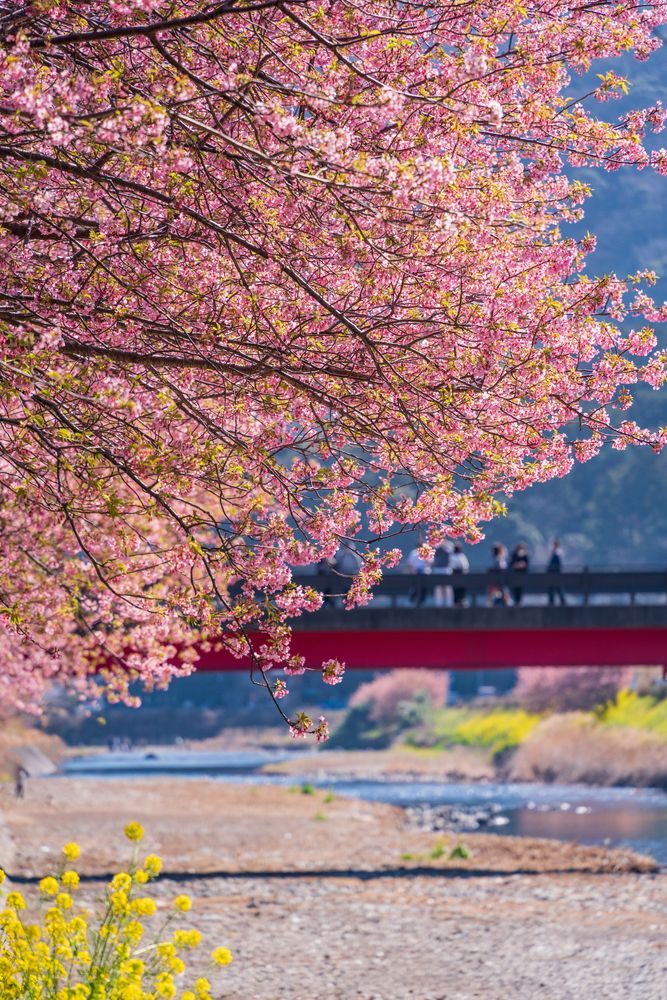 河津桜並木の画像 - 5枚目