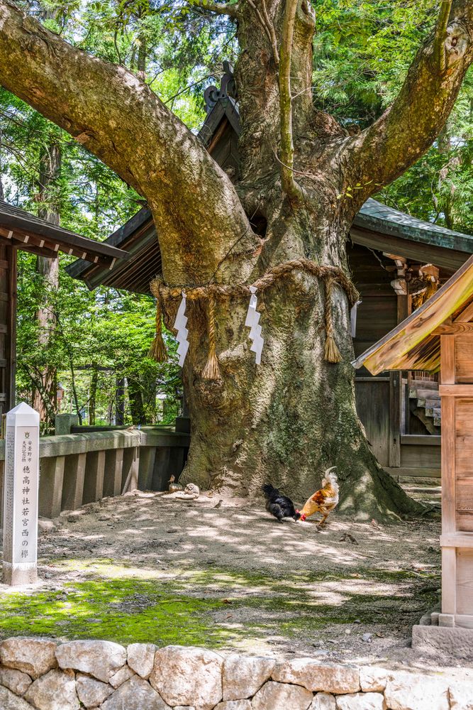 穂高神社の画像 - 4枚目