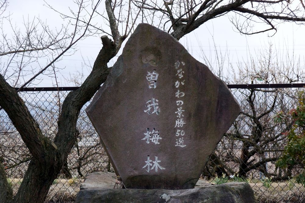 曽我梅林の画像 - 2枚目