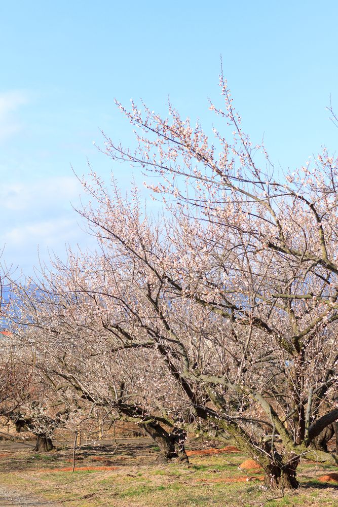 曽我梅林の画像 - 3枚目