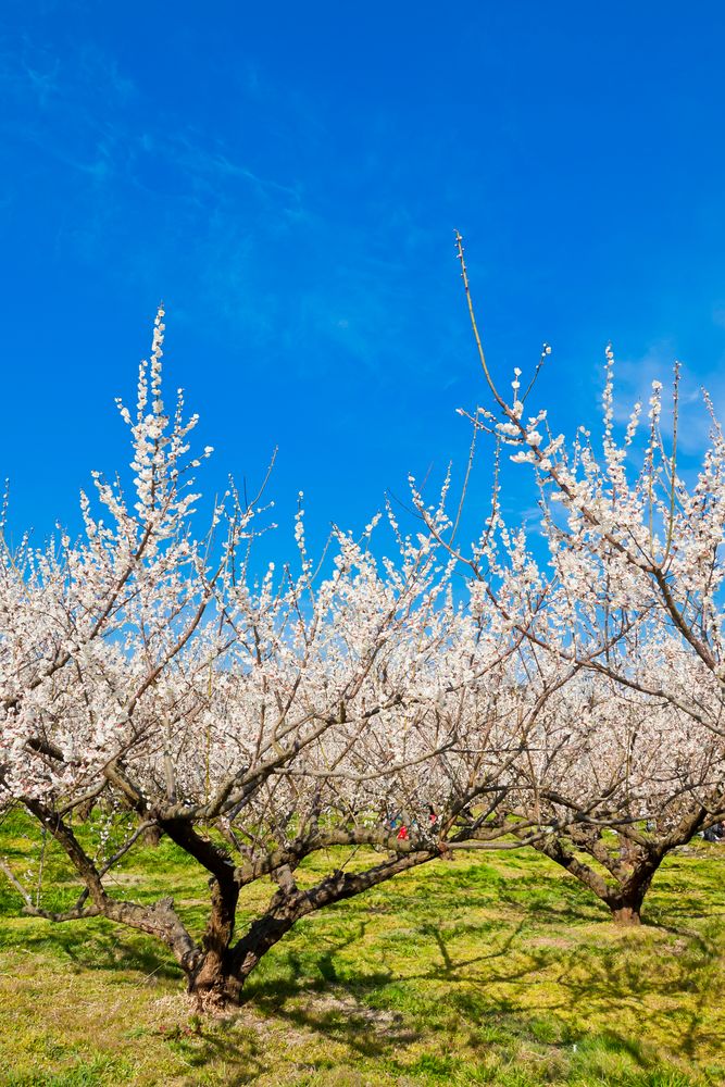 曽我梅林】の周辺スポット・アクセス・口コミ - Prism Japan