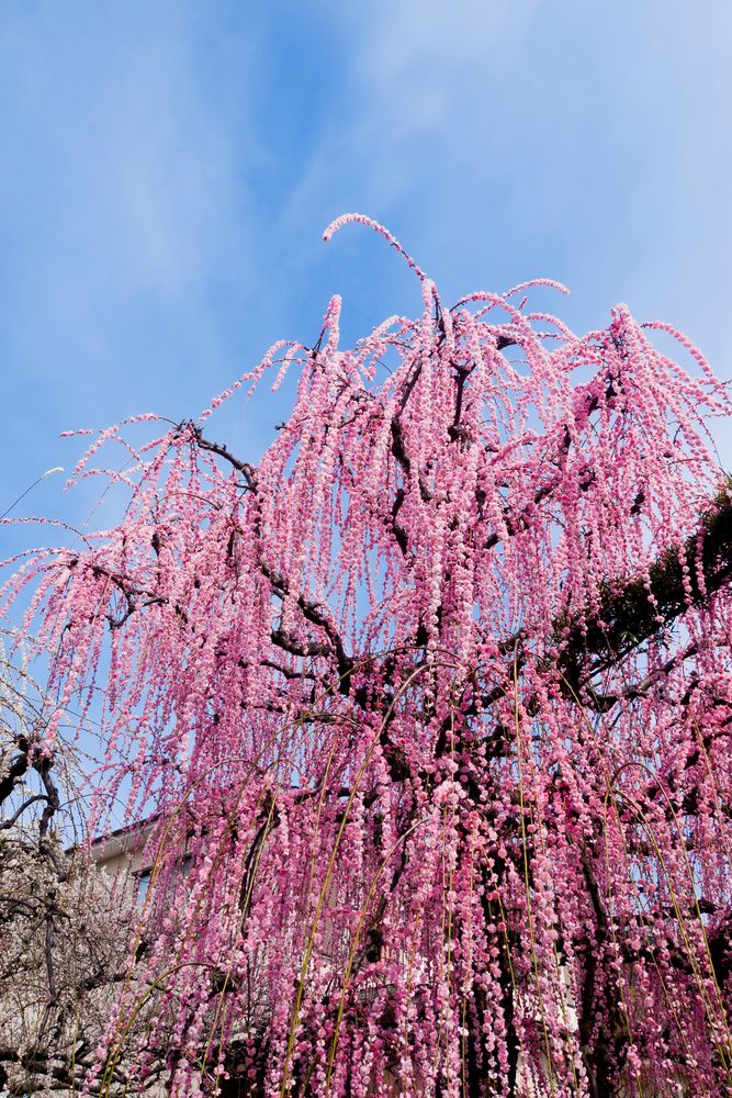 曽我梅林】の周辺スポット・アクセス・口コミ - Prism Japan