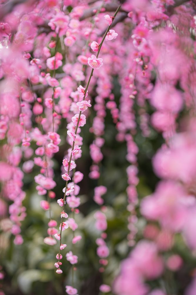曽我梅林の画像 - 6枚目