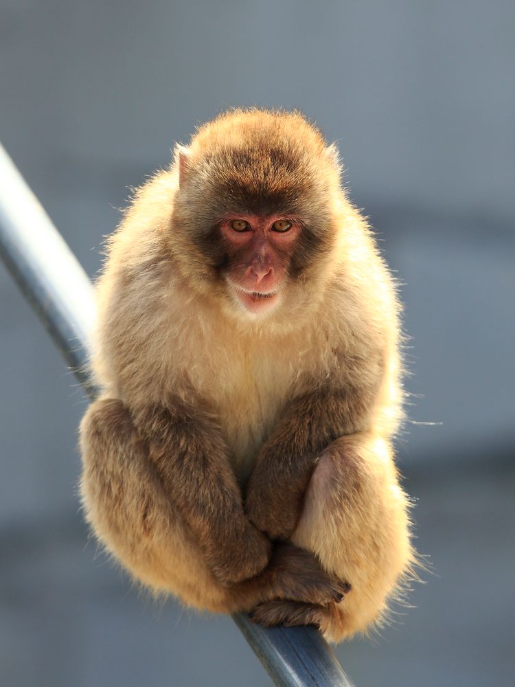 茶臼山動物園の画像 - 2枚目