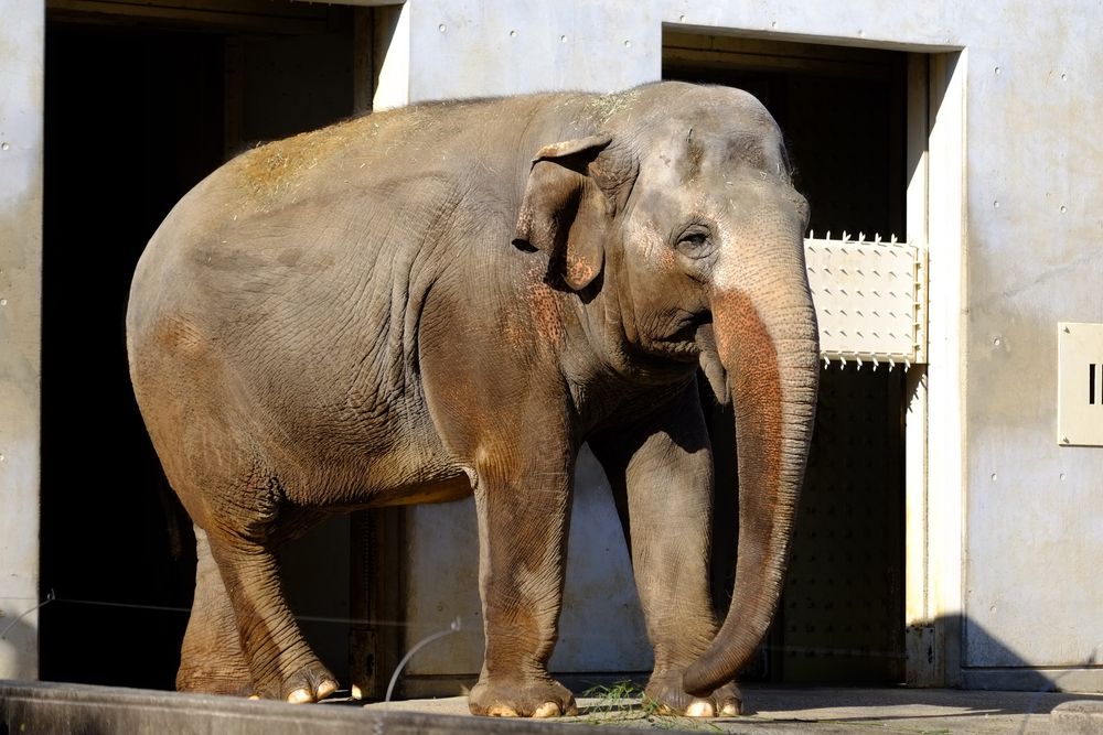 茶臼山動物園の画像 - 4枚目