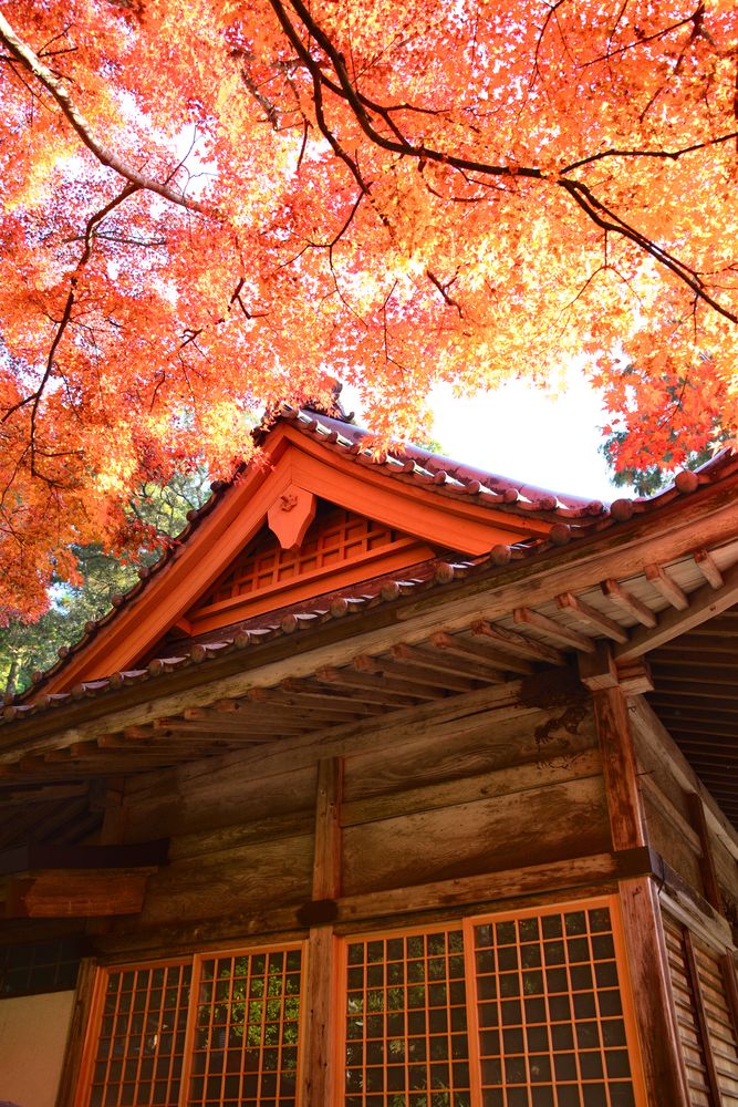 大興善寺の画像 - 4枚目