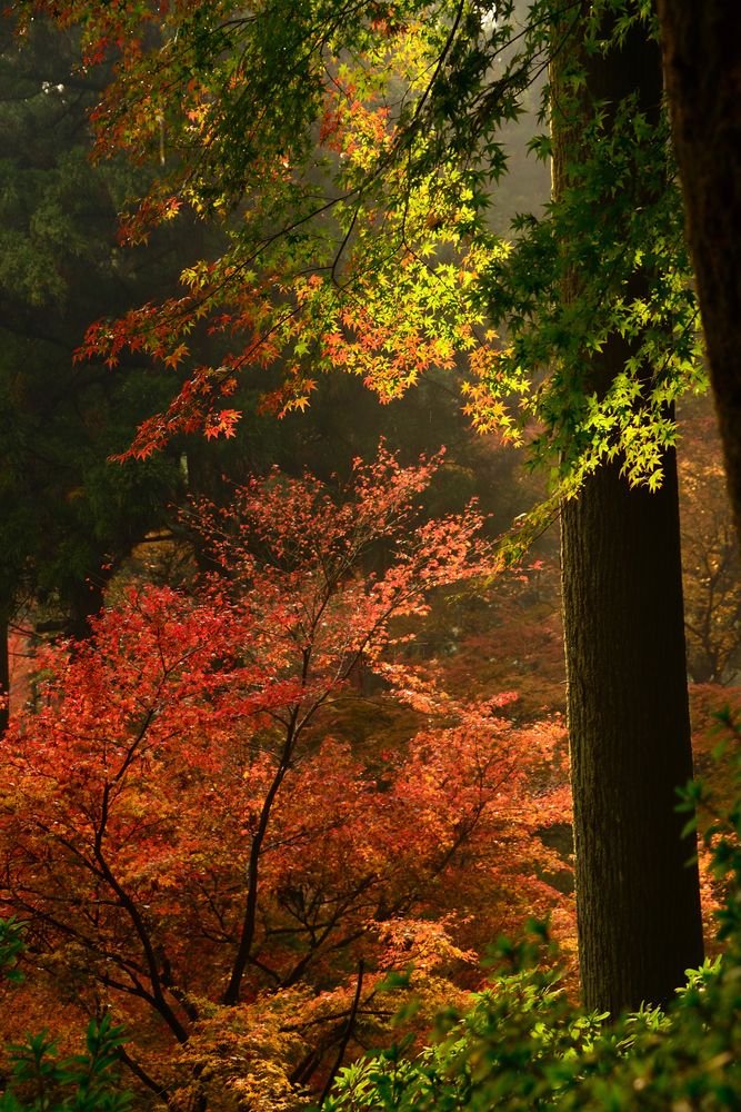 大興善寺の画像 - 5枚目