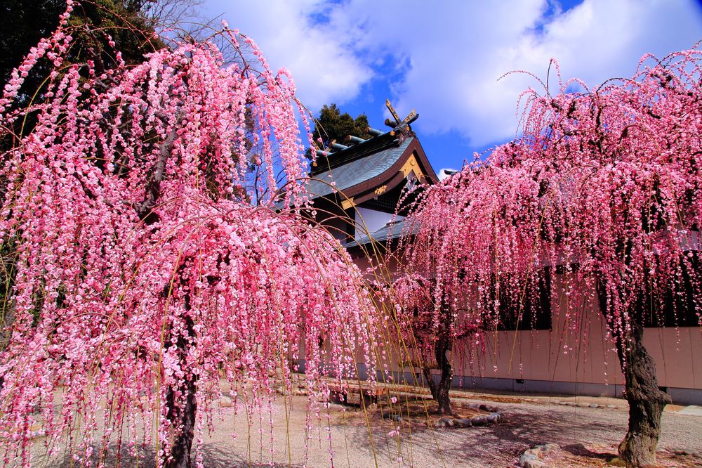 結城神社の画像 - 5枚目