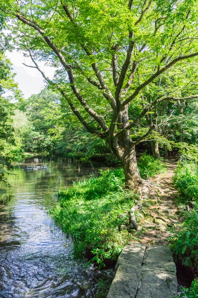 三島市立公園 楽寿園の画像 - 2枚目