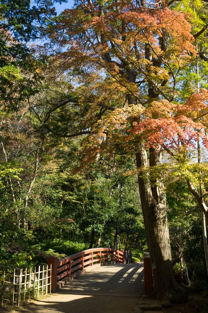 三島市立公園 楽寿園の画像 - 3枚目