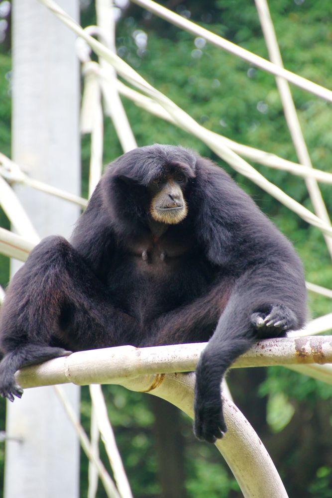 千葉市動物公園の画像 - 3枚目