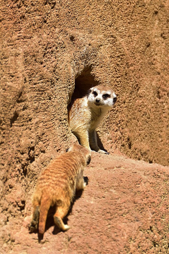 千葉市動物公園の画像 - 4枚目