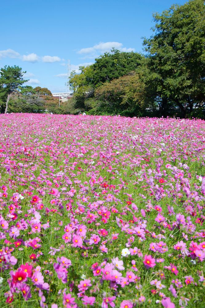 武庫川コスモス園の画像 - 3枚目