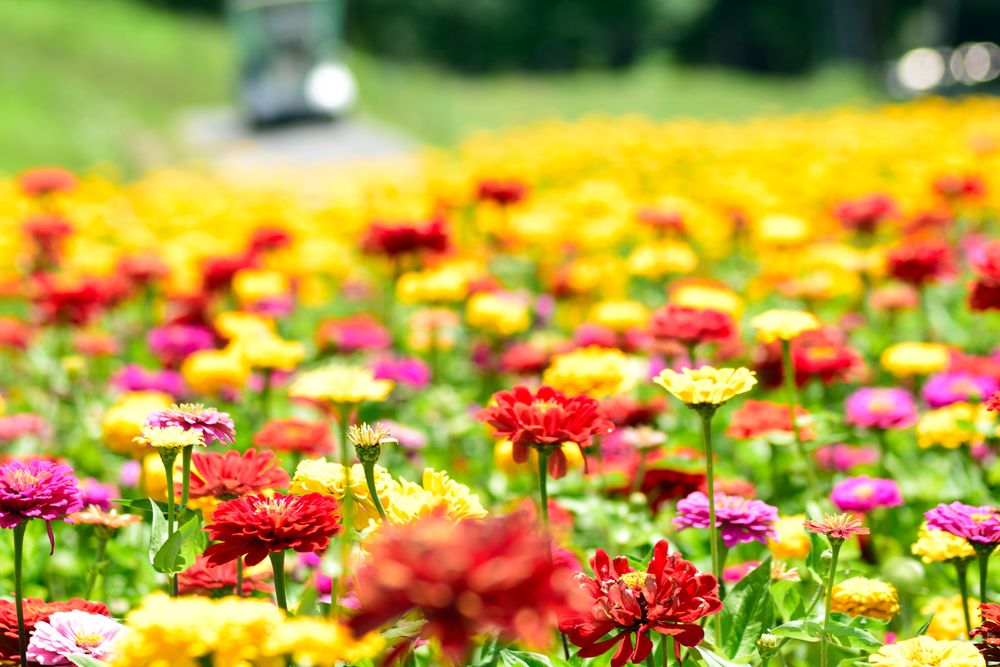 富士見高原リゾート 花の里の画像 - 4枚目