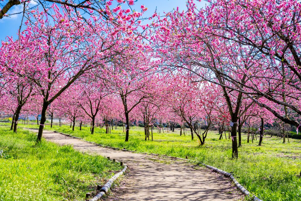 古河総合公園