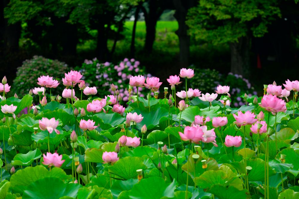 古河総合公園の画像 - 2枚目