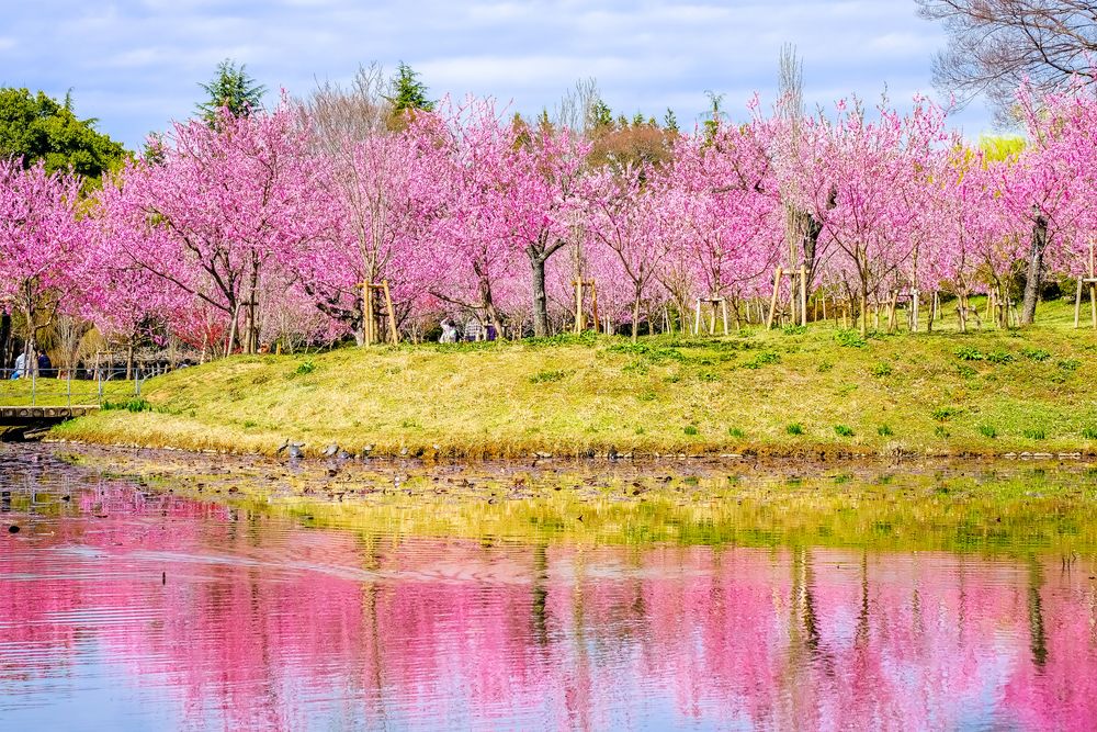 古河総合公園の画像 - 3枚目