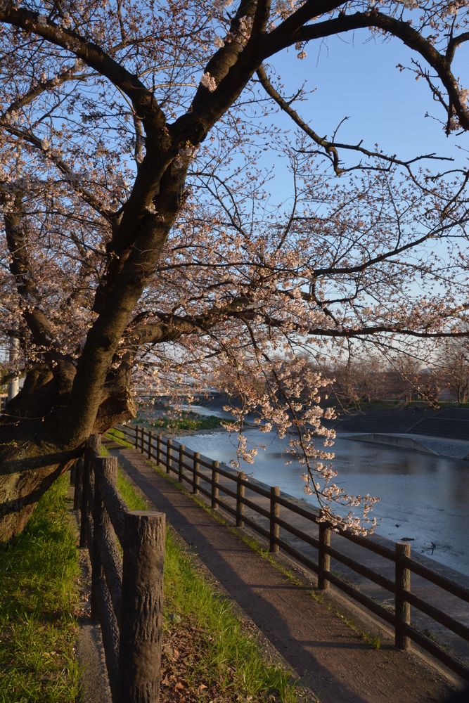 芥川桜堤公園の画像 - 2枚目