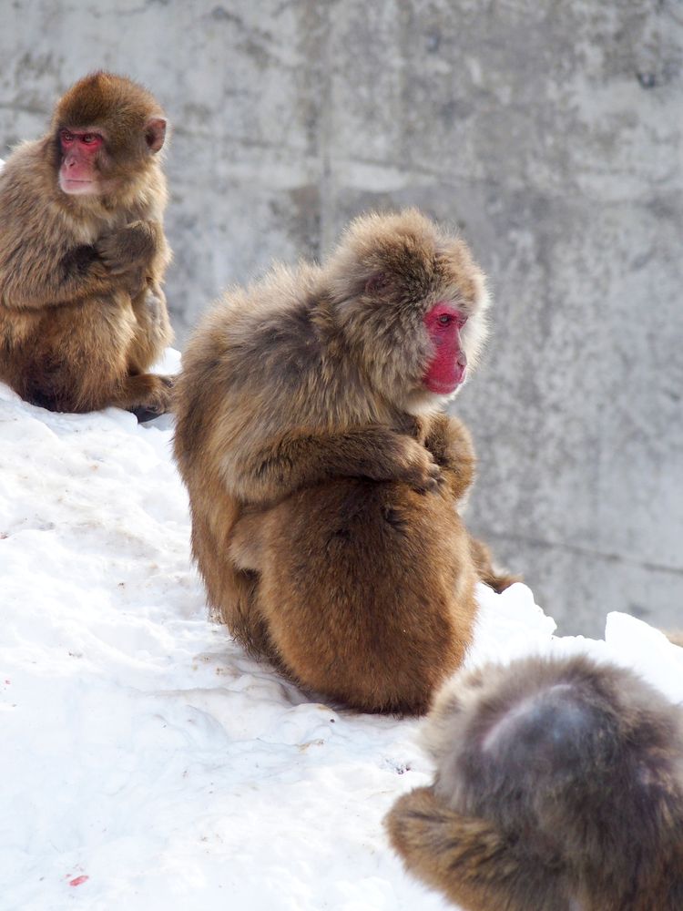 盛岡市動物公園 ZOOMOの画像 - 4枚目