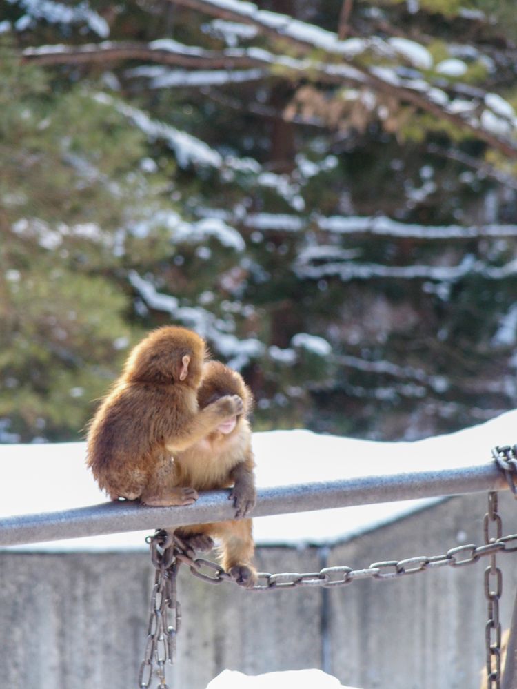 盛岡市動物公園 ZOOMOの画像 - 5枚目