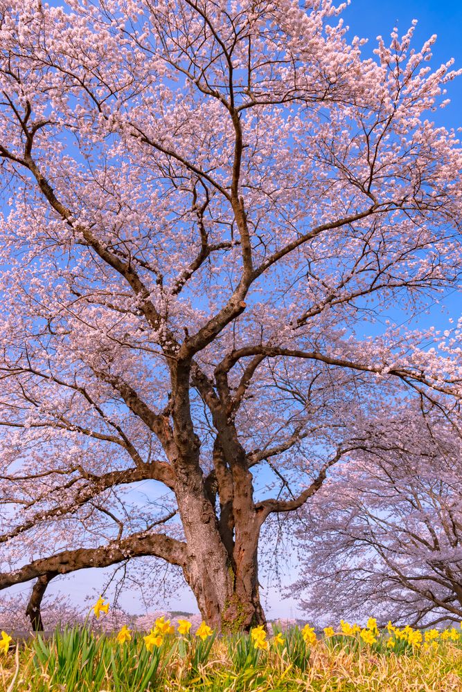 白石川堤一目千本桜の画像 - 2枚目