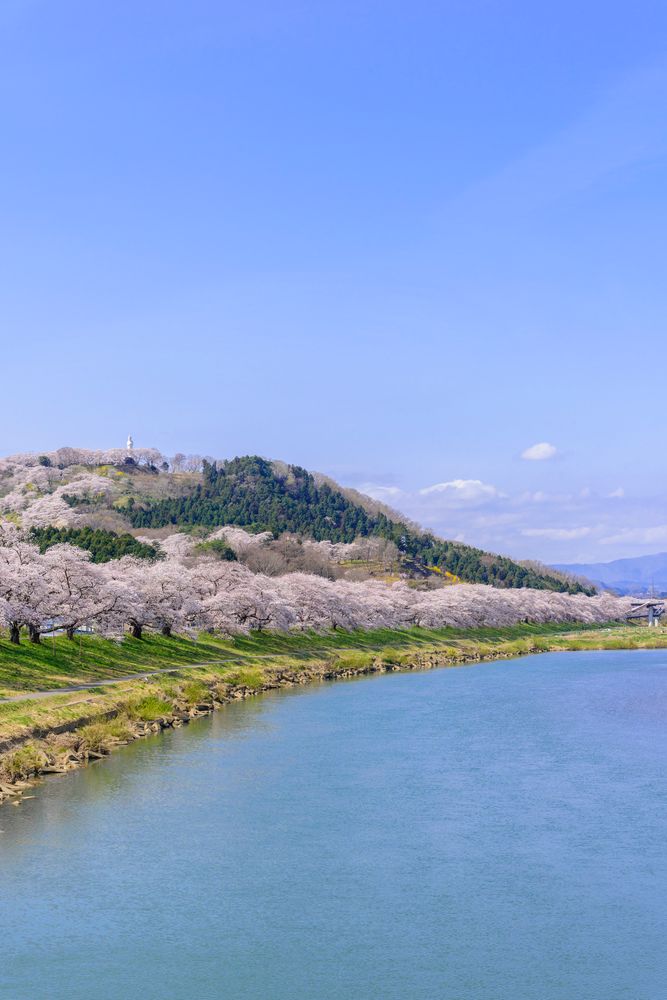 白石川堤一目千本桜の画像 - 3枚目