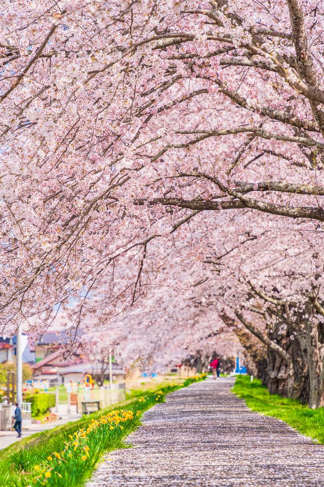 白石川堤一目千本桜の画像 - 4枚目