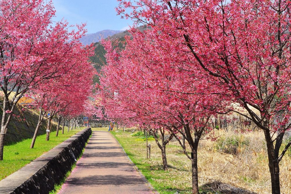 県立秦野戸川公園の画像 - 2枚目