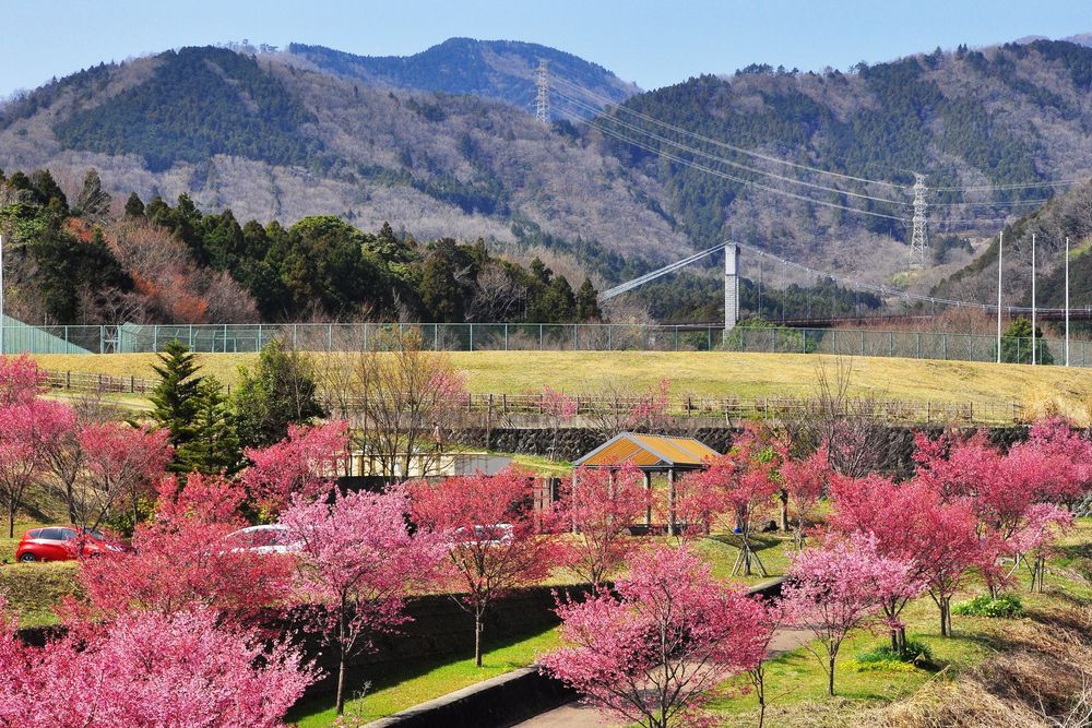 県立秦野戸川公園の画像 - 3枚目