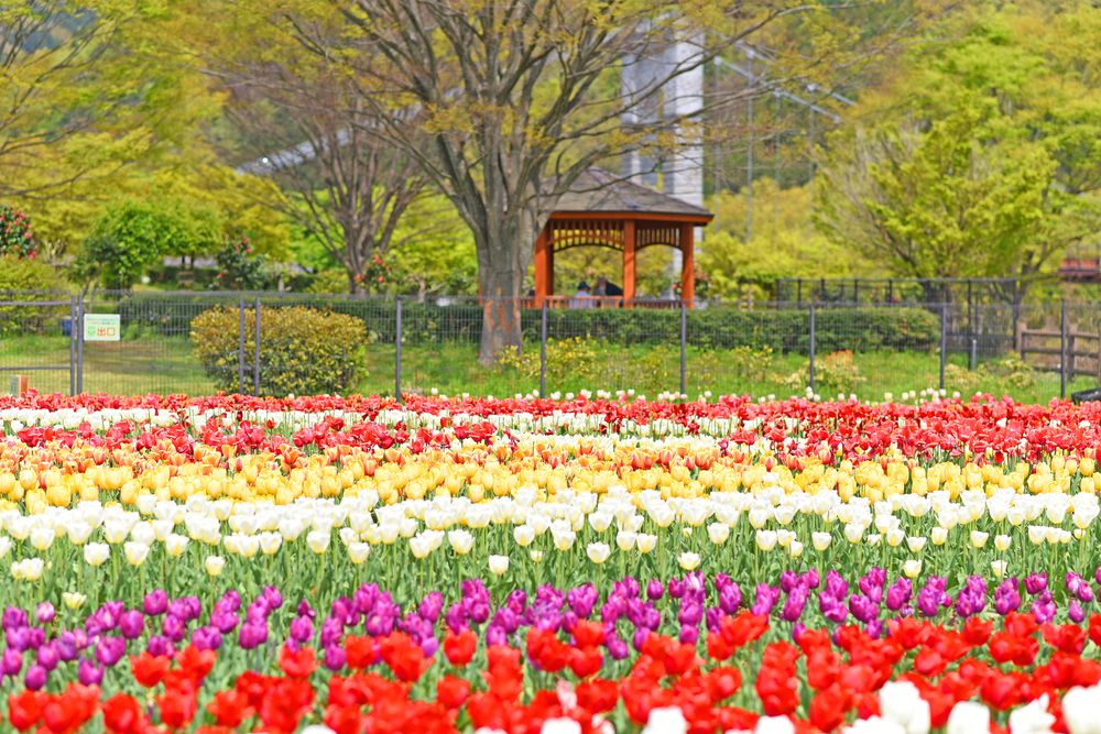 県立秦野戸川公園の画像 - 4枚目