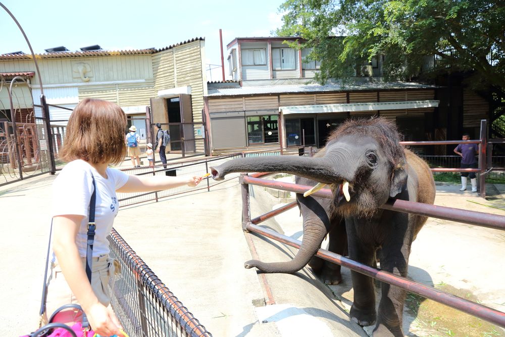 市原ぞうの国の画像 - 4枚目