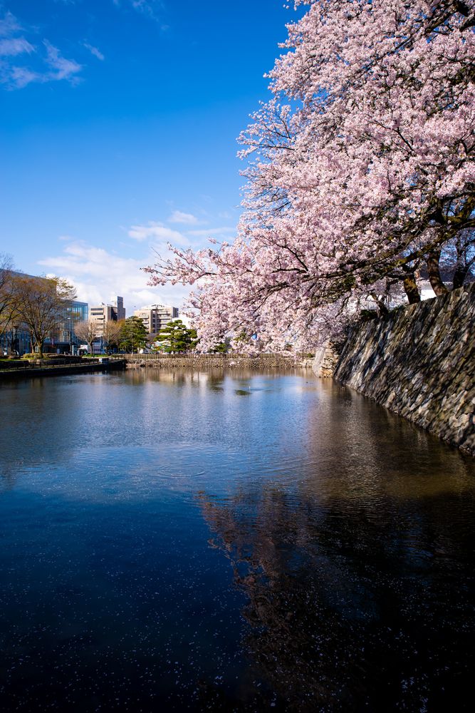 富山城址公園の画像 - 4枚目