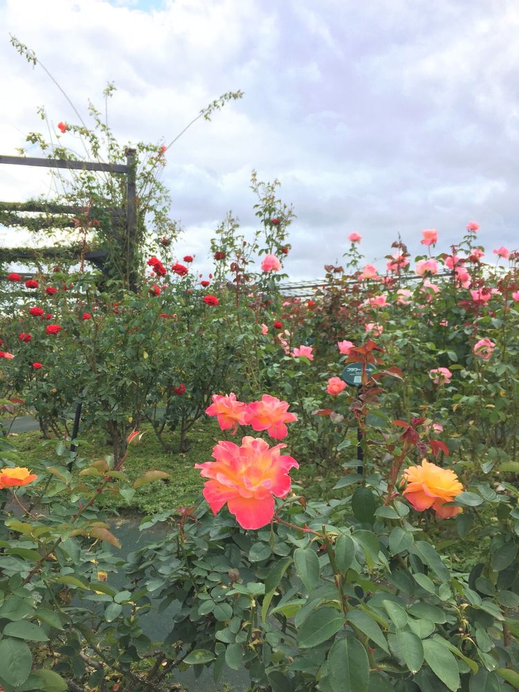 福岡市動植物園の画像 - 3枚目