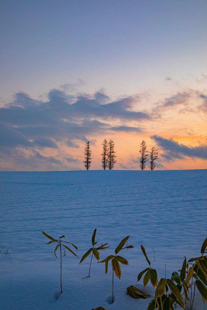 マイルドセブンの丘】の周辺スポット・アクセス・口コミ - Prism Japan