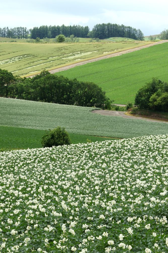 マイルドセブンの丘】の周辺スポット・アクセス・口コミ - Prism Japan