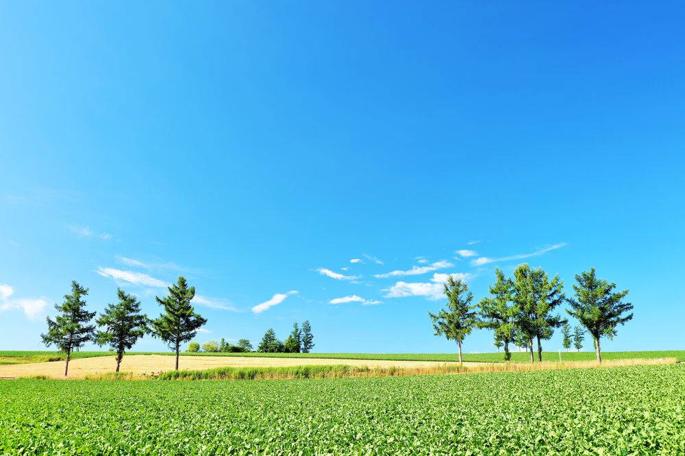 マイルドセブンの丘】の周辺スポット・アクセス・口コミ - Prism Japan