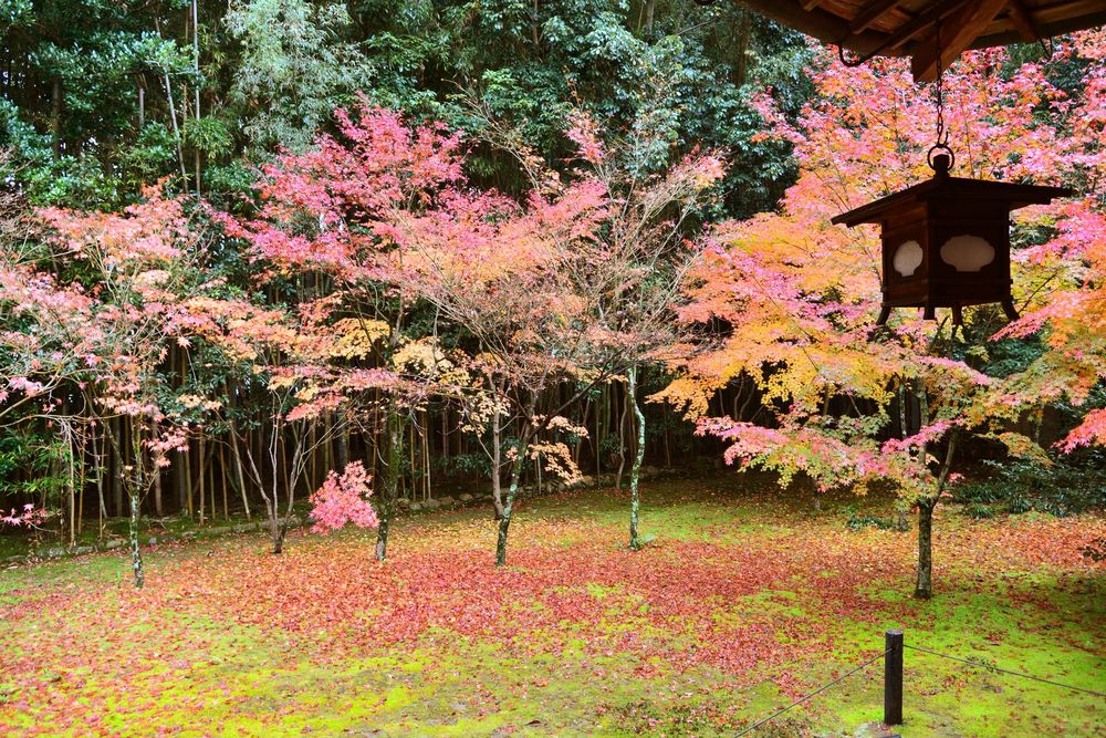 【拝観休止中】大徳寺 高桐院の画像 - 2枚目