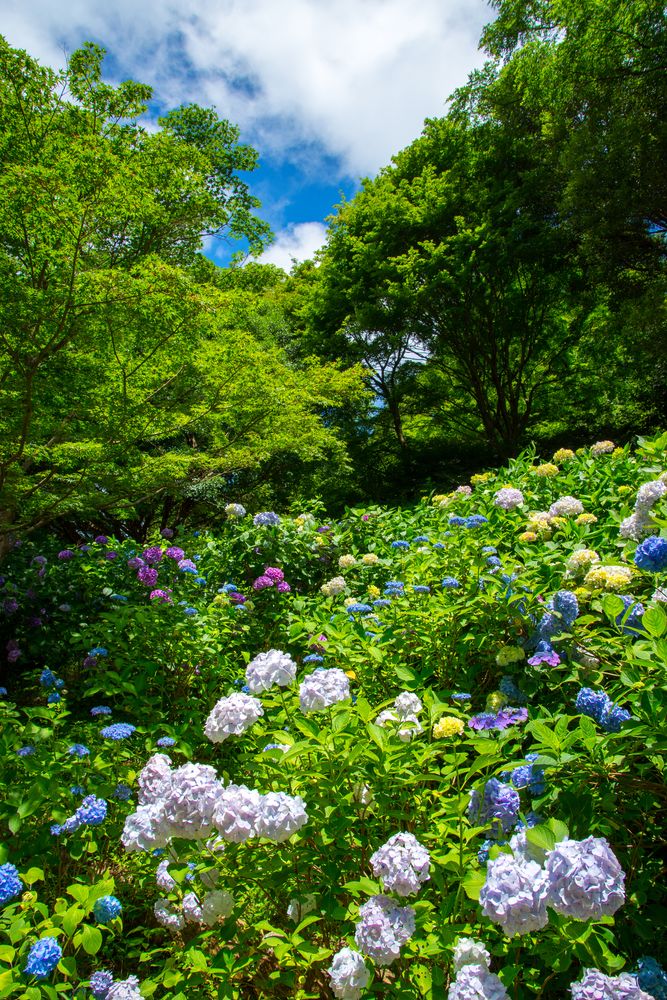 長居植物園の画像 - 2枚目