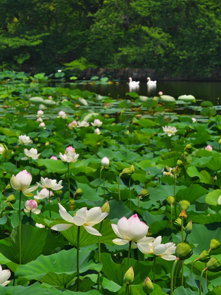 長居植物園の画像 - 3枚目
