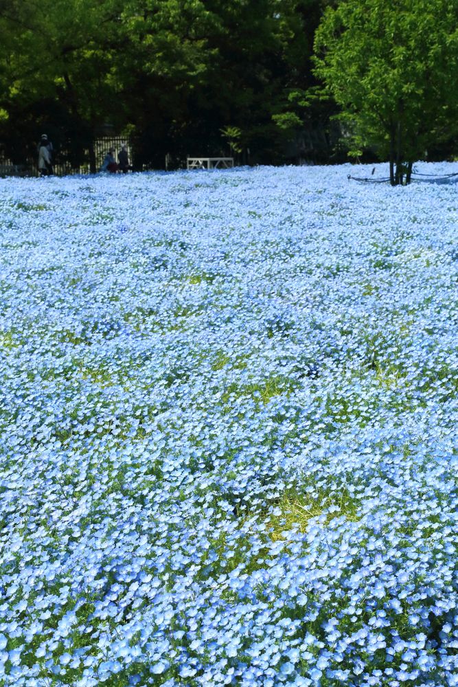 長居植物園の画像 - 4枚目
