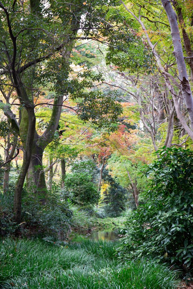 糺の森の画像 - 5枚目