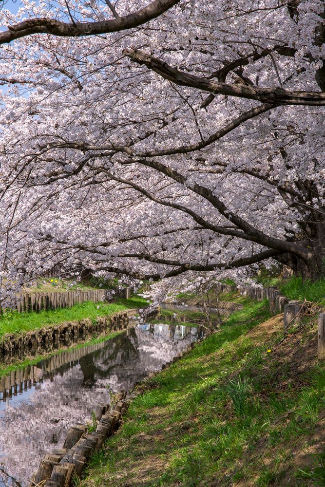 新河岸川の桜の画像 - 2枚目