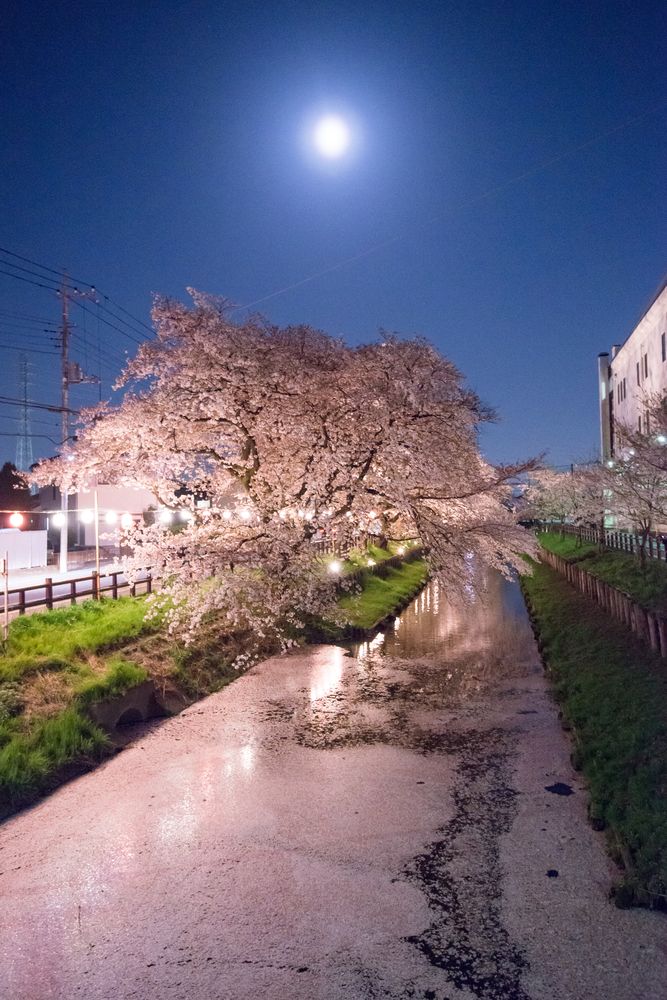 新河岸川の桜の画像 - 3枚目