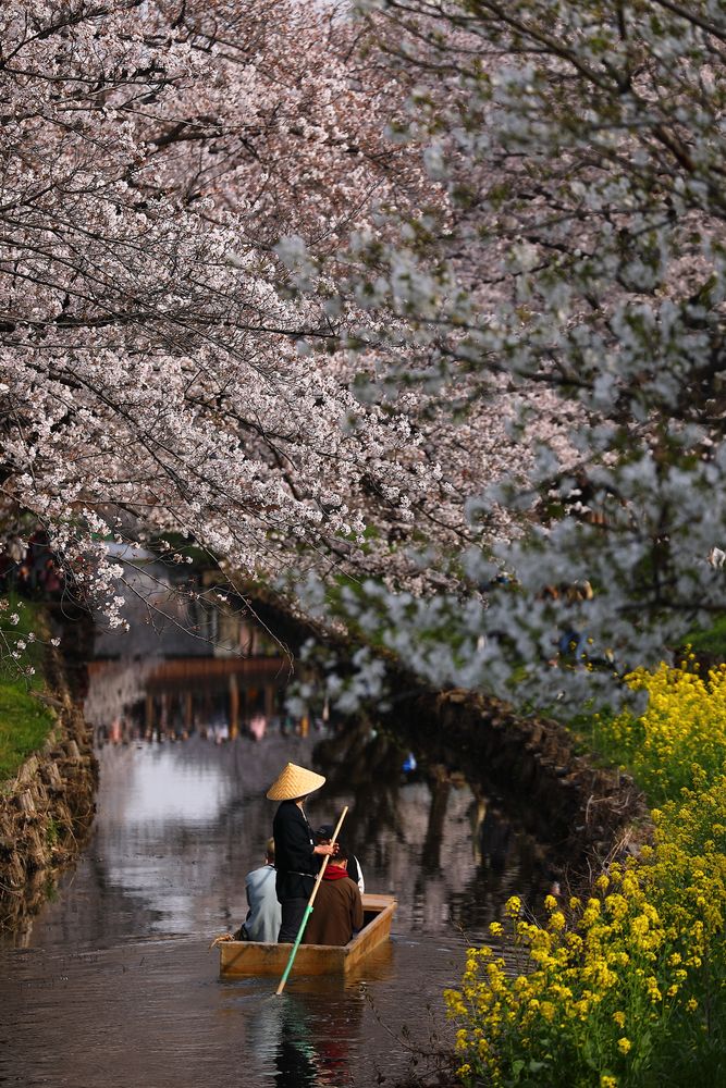 新河岸川の桜の画像 - 4枚目