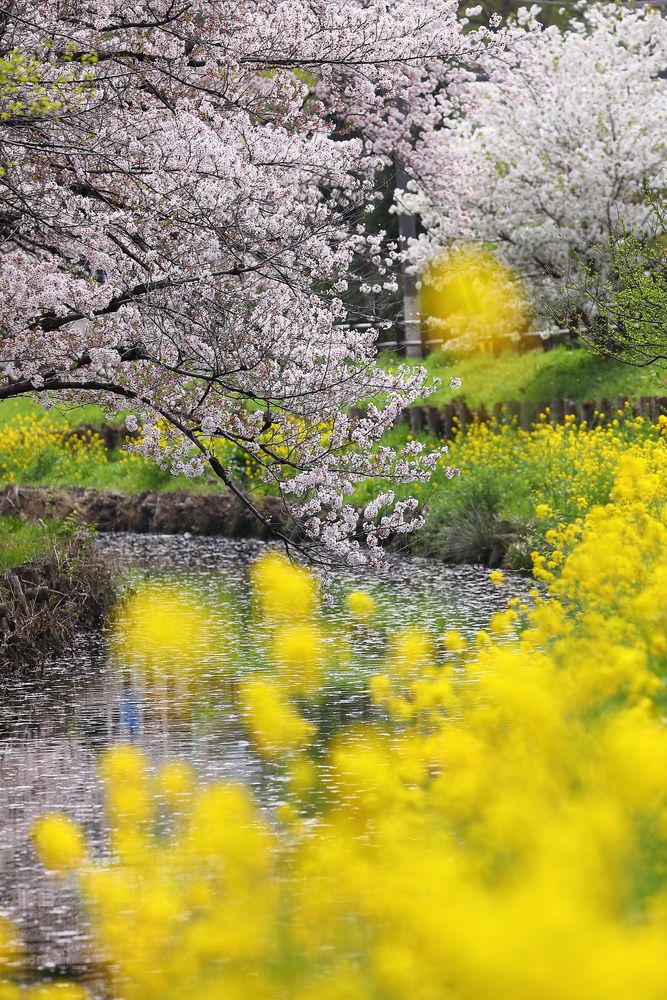 新河岸川の桜の画像 - 5枚目