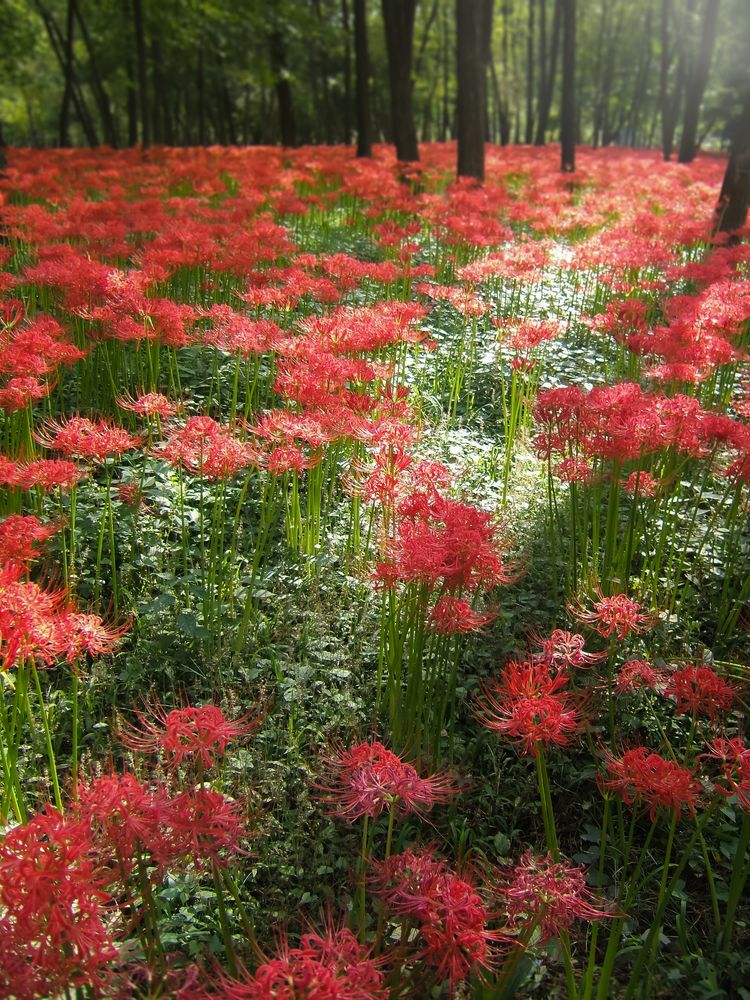 巾着田曼珠沙華公園の画像 - 2枚目
