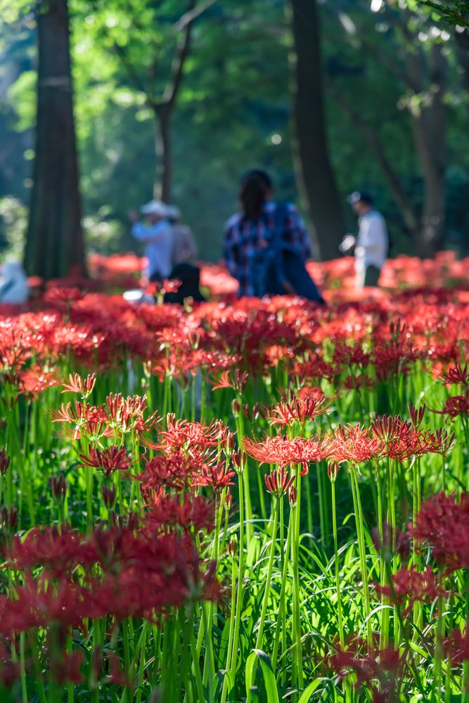 巾着田曼珠沙華公園の画像 - 3枚目