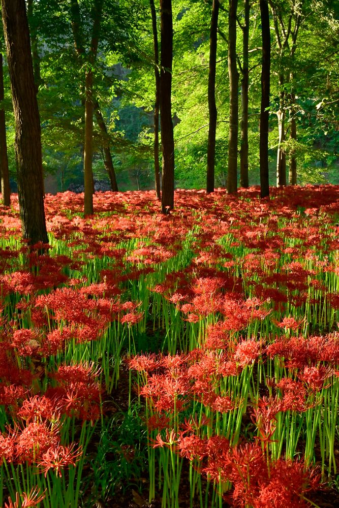 巾着田曼珠沙華公園の画像 - 4枚目