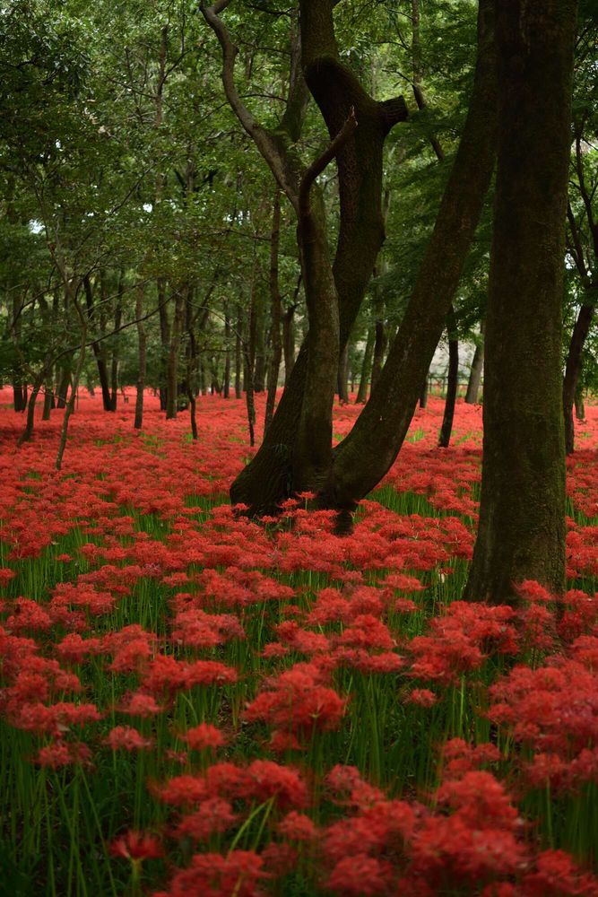 巾着田曼珠沙華公園の画像 - 5枚目